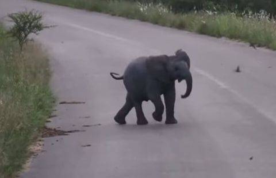 Кадр YouTube / Kruger Sightings
