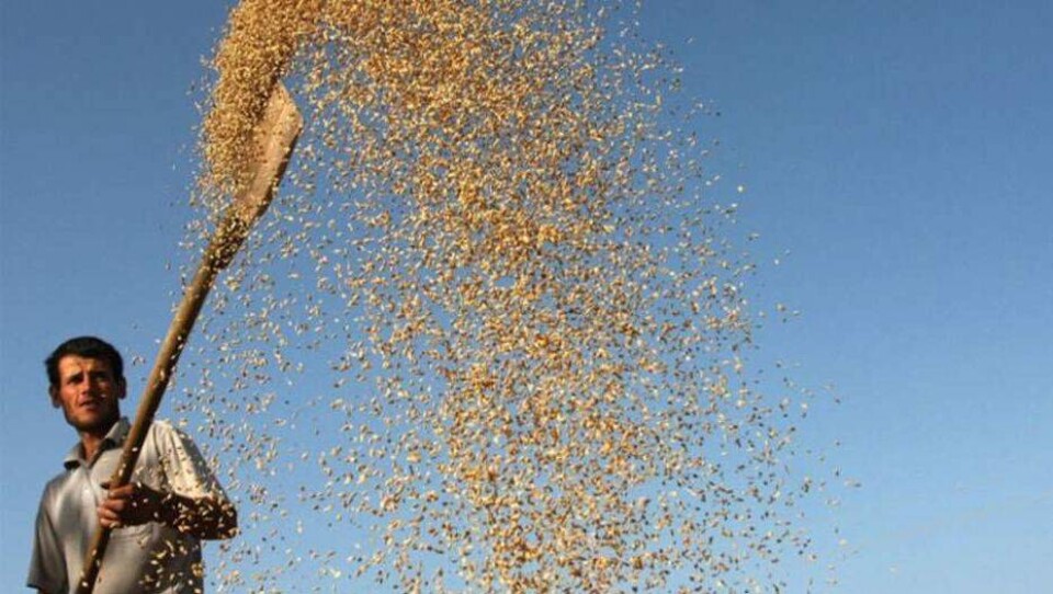 ФАО: Продовольственная безопасность пока недостижима, голод непобедим