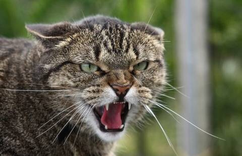 animal.ru