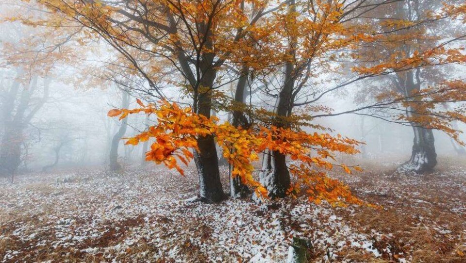Фото с сайта goodfon.ru