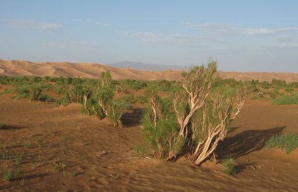 фото с сайта irandeserts.com