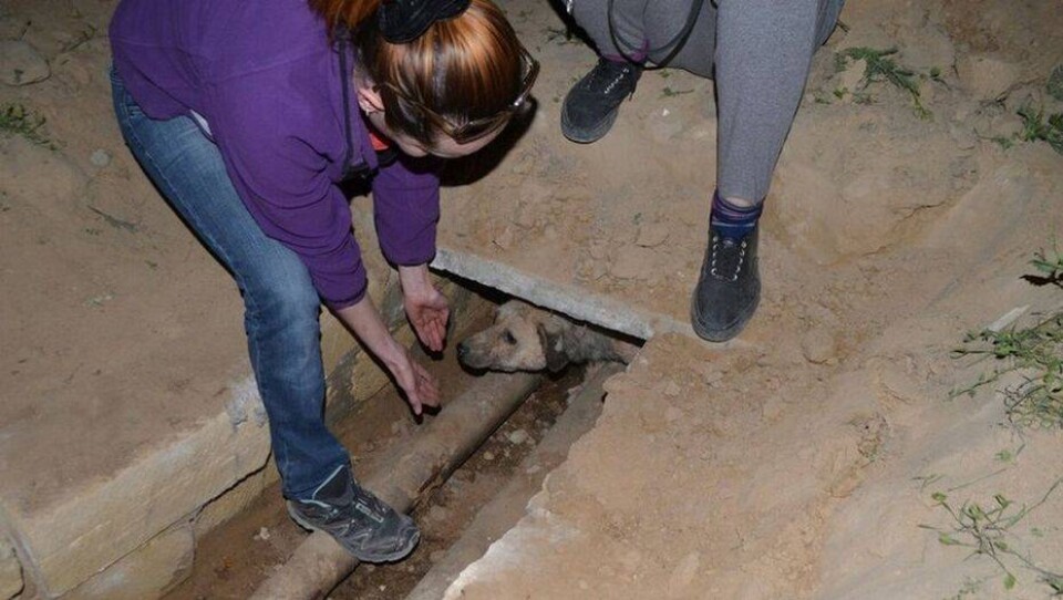 Замурованной заживо собаке из Актау ищут хозяев