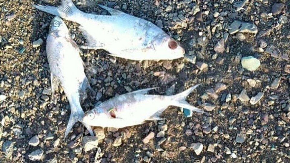 В Актюбинской области зафиксировали массовый мор рыбы в водохранилище