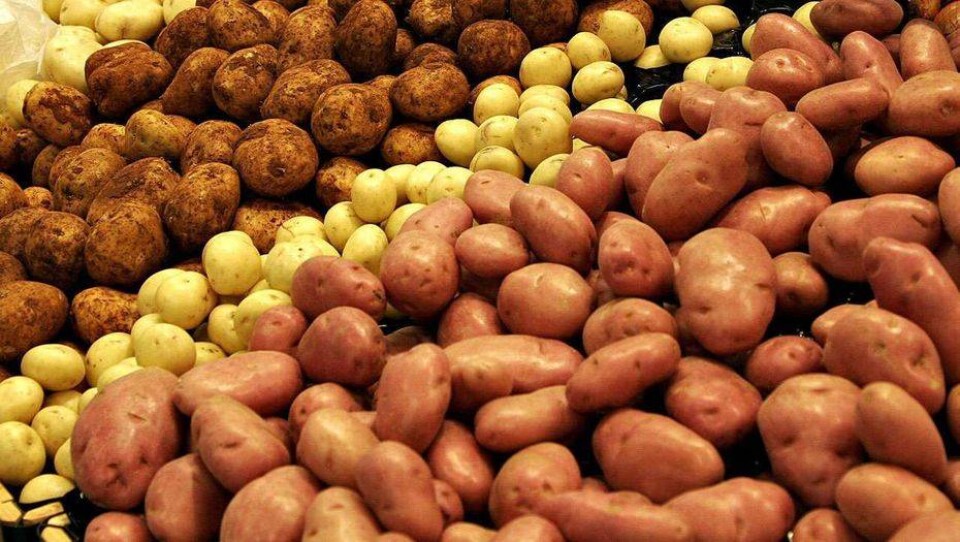 В СКО фермеры несут убытки из-за низких цен на картофель