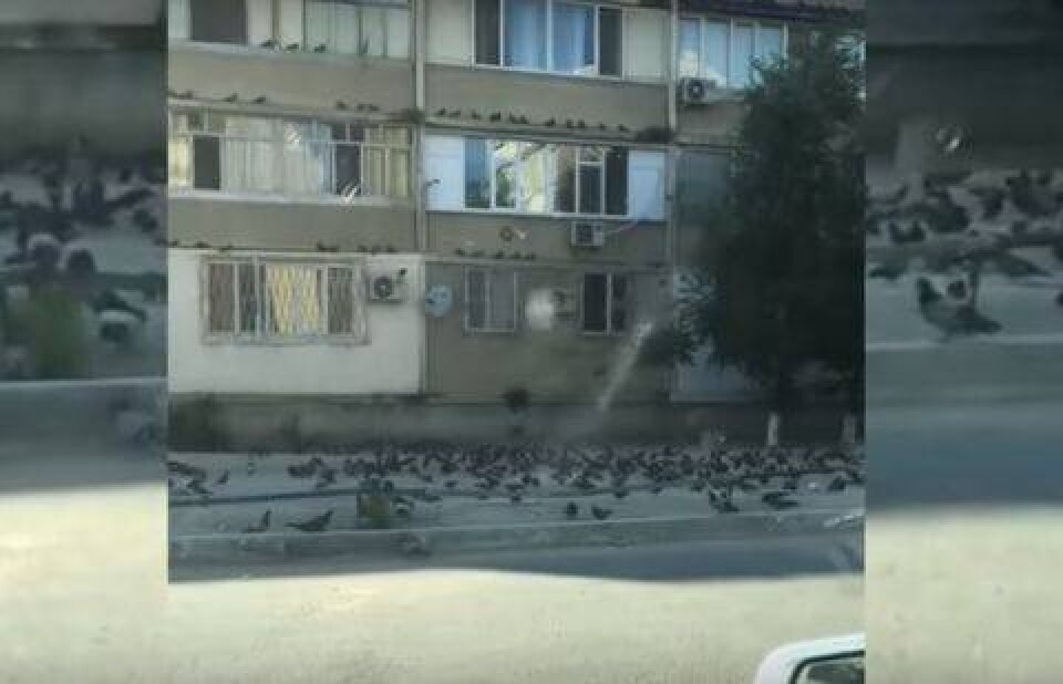 Налёт сотни голубей на дом запечатлел житель Актау