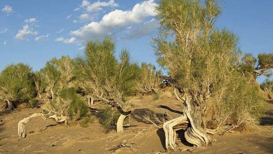 Фото с сайта buy-firewood.ru