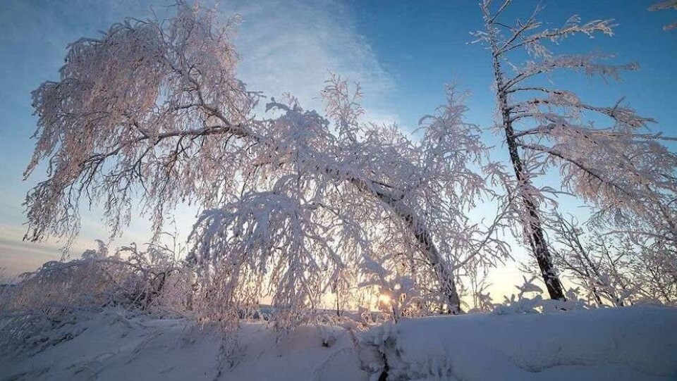 Прогноз погоды на 26 января: на большей части страны – снег, на севере – метель