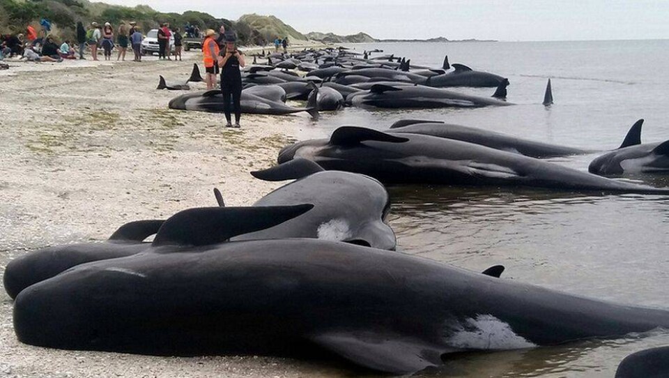 Фото Tim Cuff/New Zealand Herald via AP