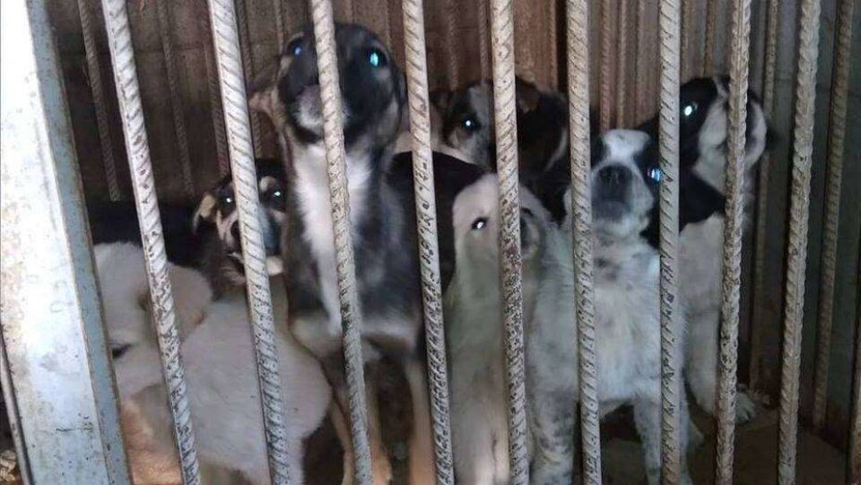 Иск зоозащитников к акимату Алматы: суд запретил службе отлова усыплять животных