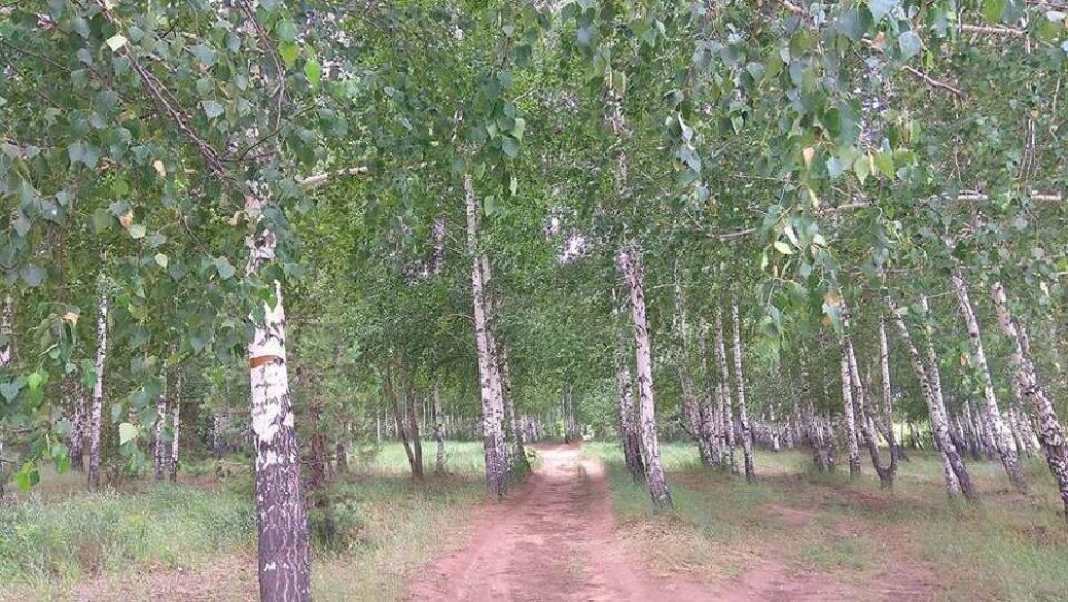 Вырубку берёзовой рощи в Карагандинской области объяснили экономической выгодой
