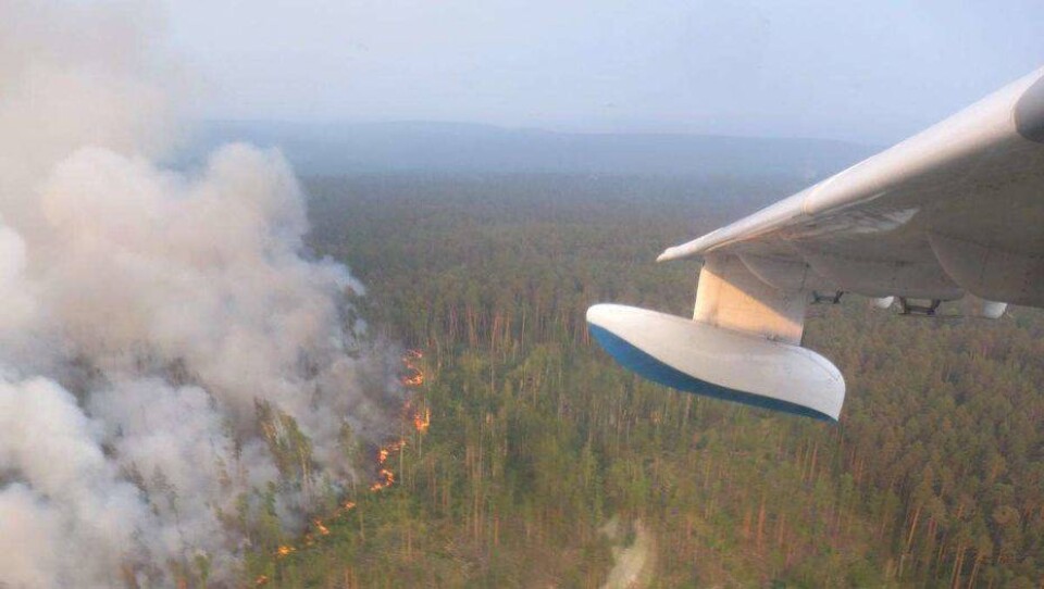 700 тысяч гектаров лесных пожаров потушили в Сибири