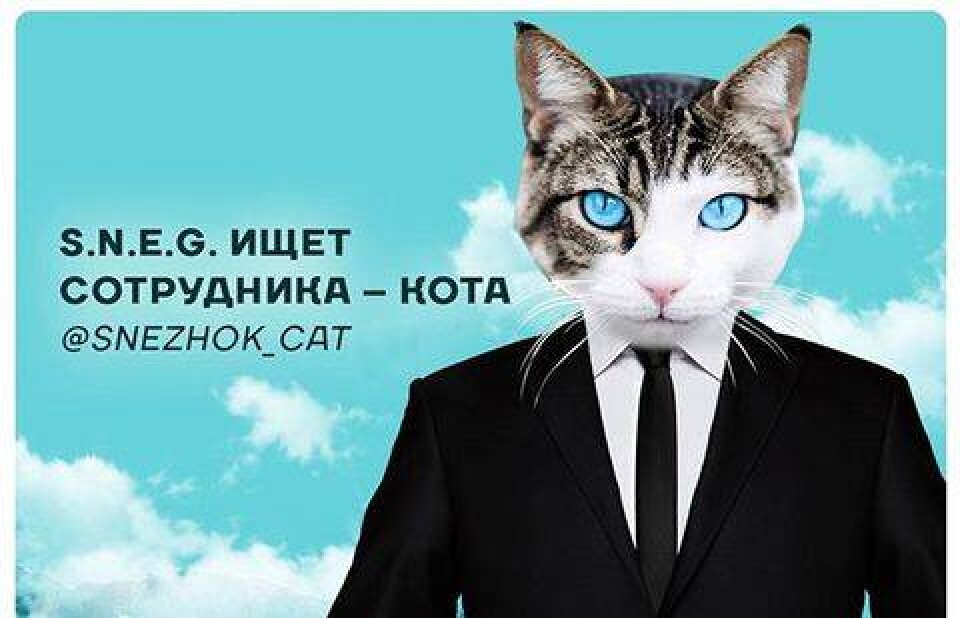 Фото со страницы @snezhok_cat в Instagram
