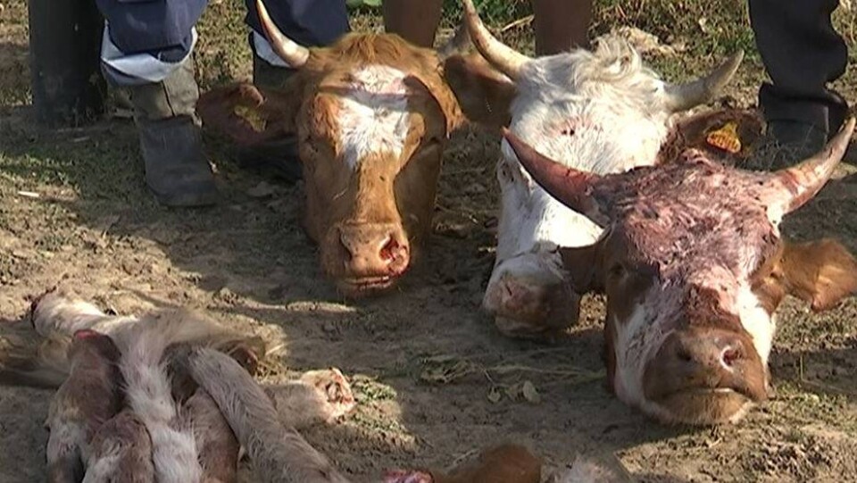 Неизвестные обезглавили в ЗКО 7 коров