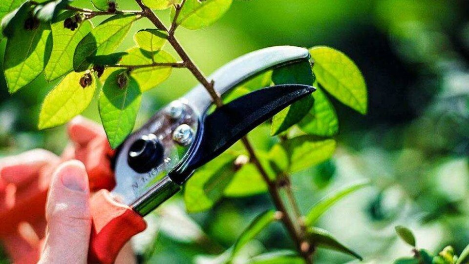 Фото с сайта greenmart.com.ua