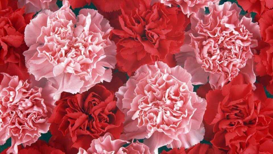 Фото funflowers.ru