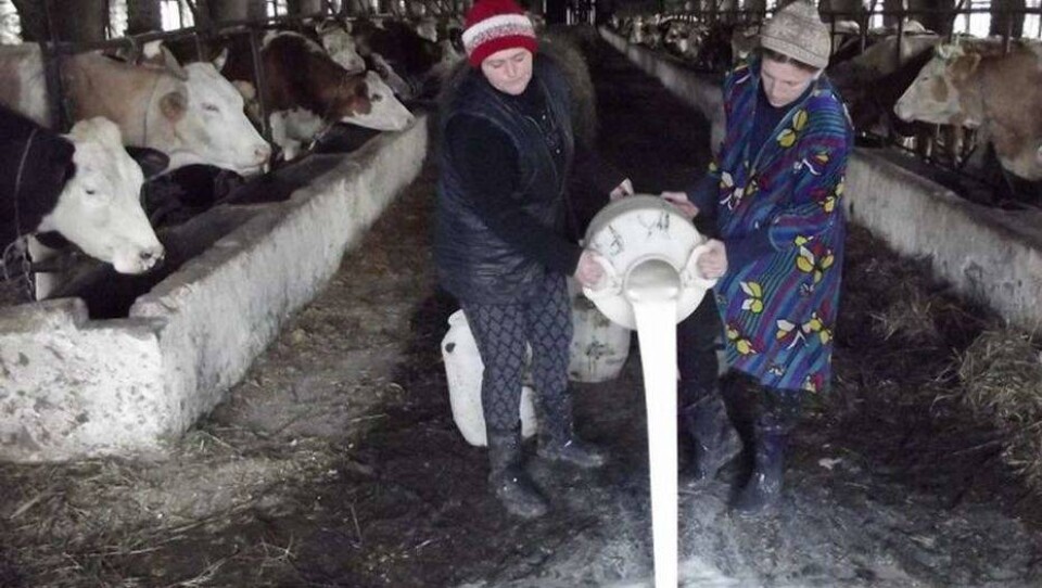 Сельчане ЗКО уничтожают молоко из-за неизвестной болезни 