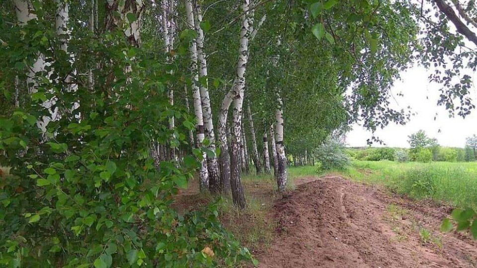 Почему в Карагандинской области вырубают берёзовую рощу?