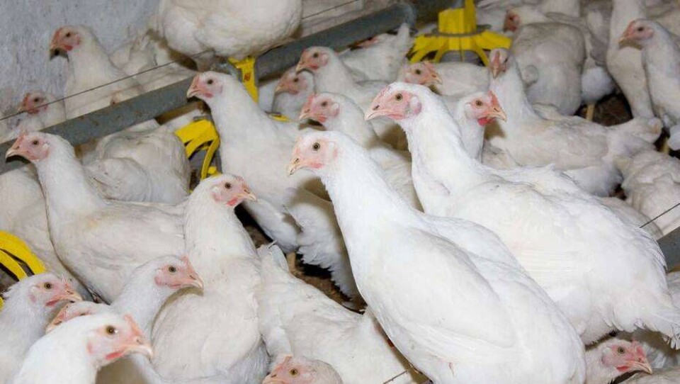 Новая вспышка птичьего гриппа в Алматинской области: на крупнейшей птицефабрике погибла треть поголовья кур