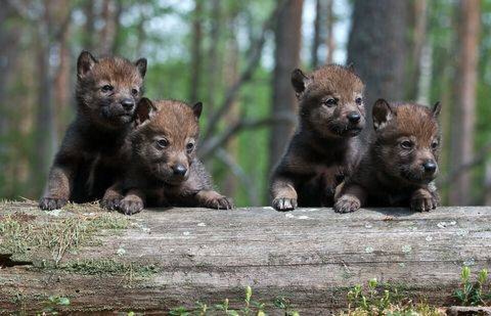 Фото с сайта pikabu.ru