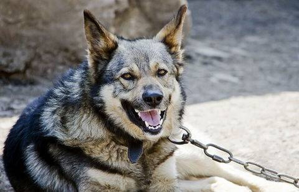 Фото с сайта puppyinstitute.com
