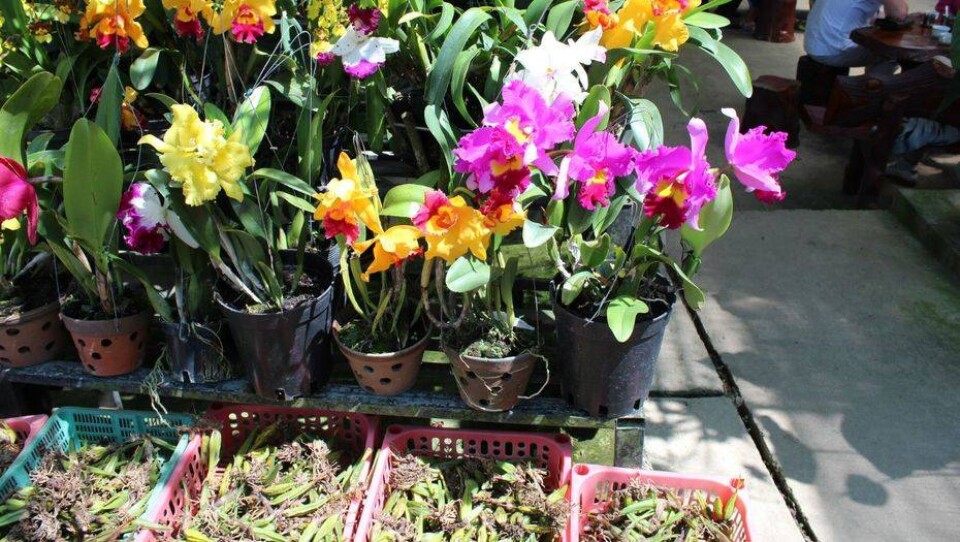 Фото с сайта myorchidea.ru
