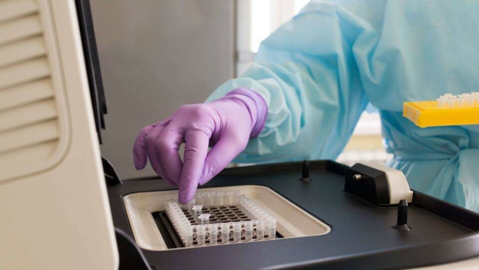 Фото предоставлено генетической лабораторией TreeGene
