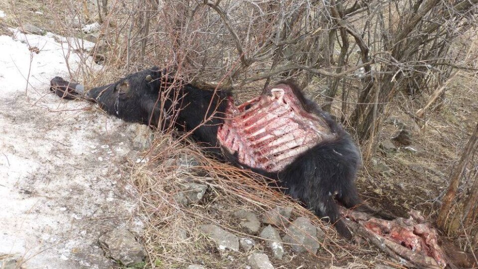 Волки нападают на домашний скот в Алматинской области