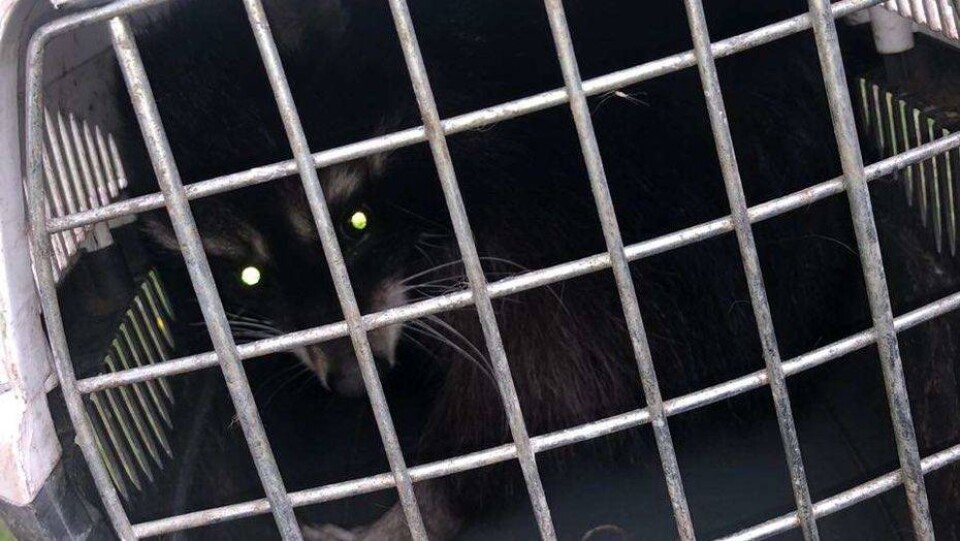 В Астане с помощью пожарной лестницы спасли енота, застрявшего на дереве