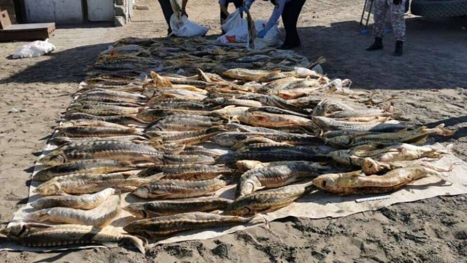 В Атырау задержали браконьеров с 600 кг осетровых