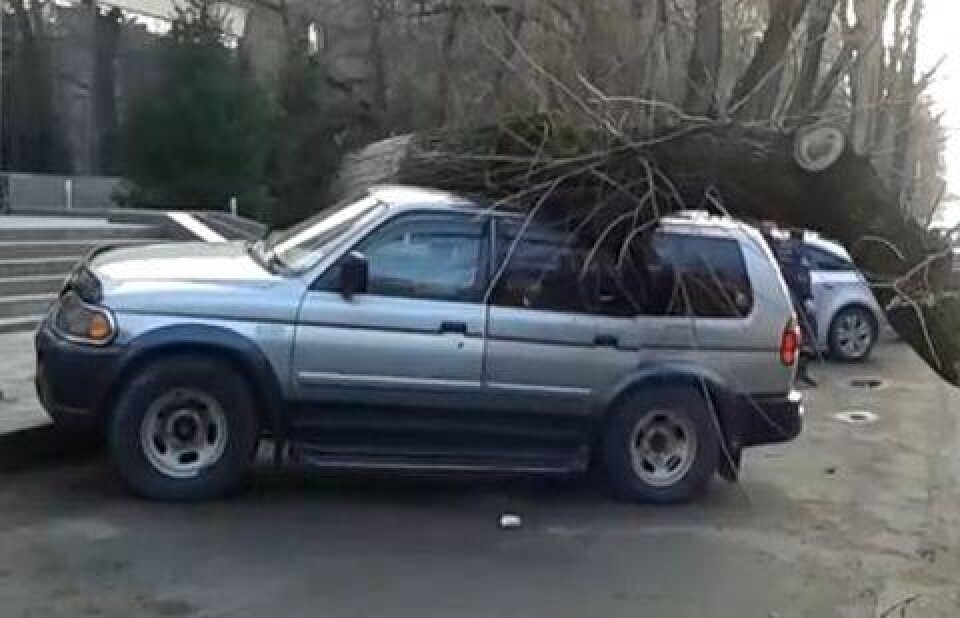 Огромное дерево рухнуло на внедорожник в Алматы