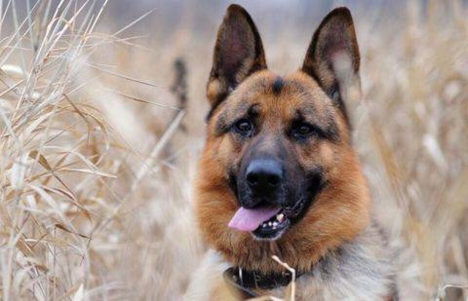 Фото с сайта dog.pet2me.com