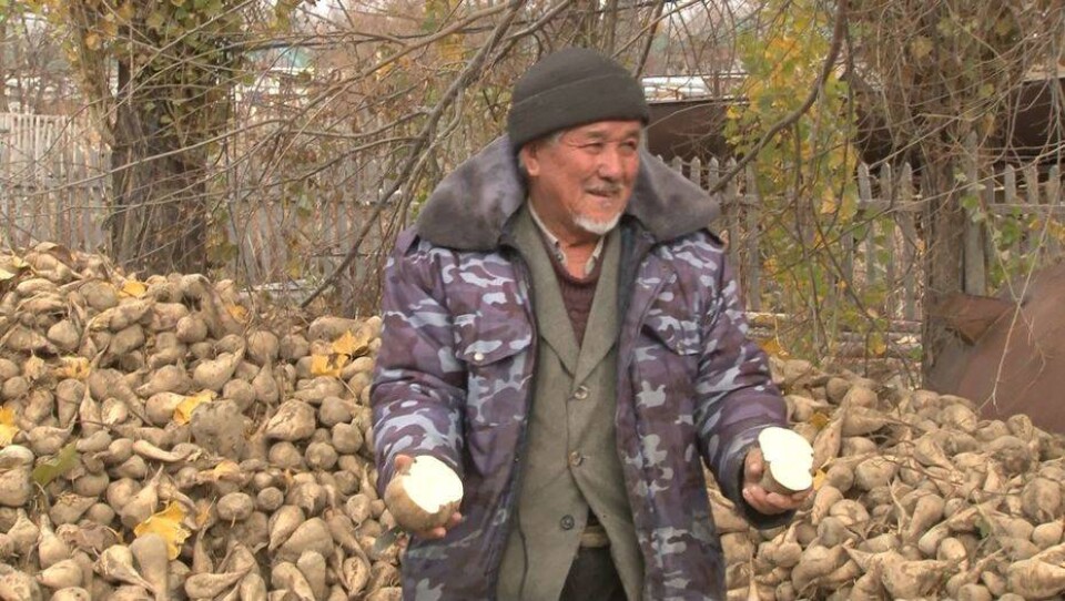 Фермеры поддались на уговоры чиновников выращивать сахарную свёклу, а сбывать урожай некуда