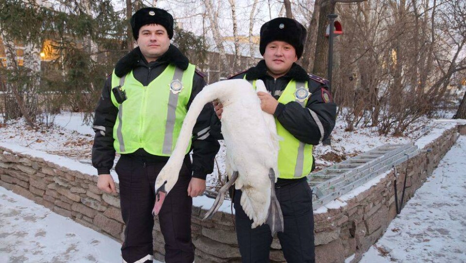Полицейские СКО помогли раненому лебедю