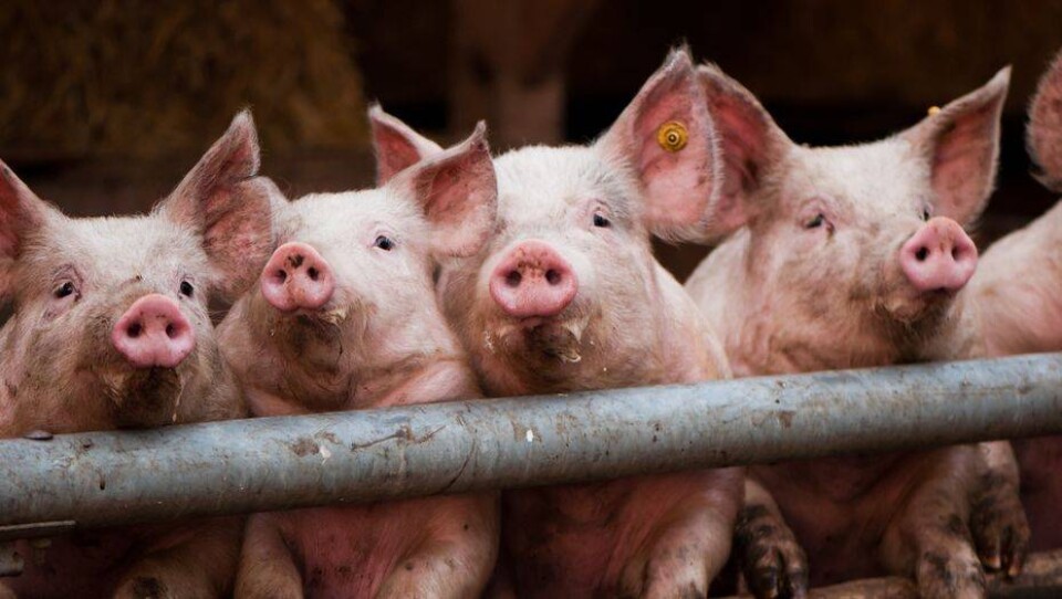 Казахстан прекратит обмен продукцией с Россией из-за свиной чумы