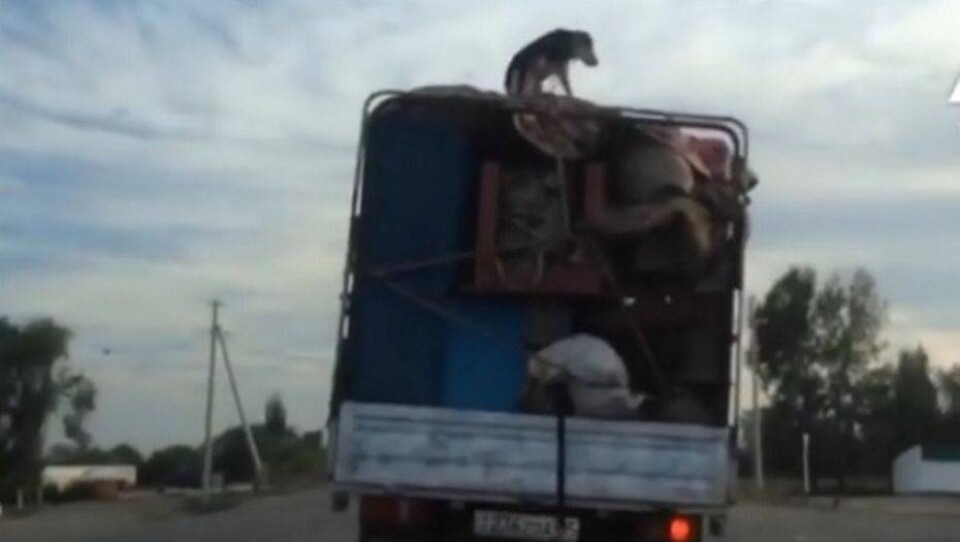 Видео с собакой на крыше грузовика в Талдыкоргане переполошило соцсеть