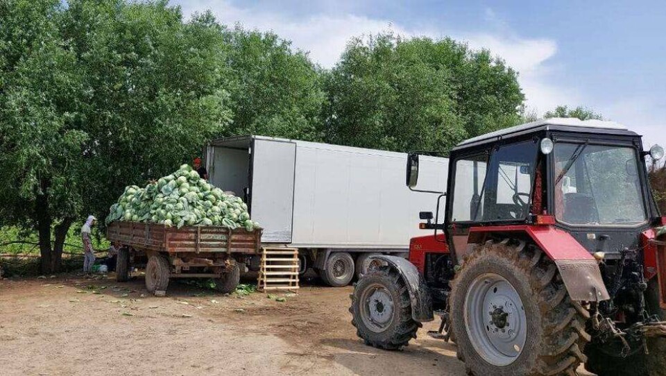 Туркестанскую капусту начали экспортировать в Беларусь