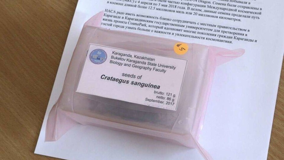 Боярышник из семян, побывавших в космосе, вырастят в Караганде