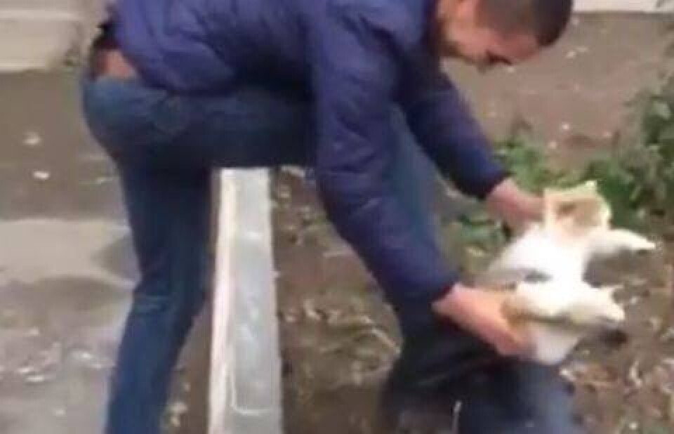 Кадр видео Mail Online