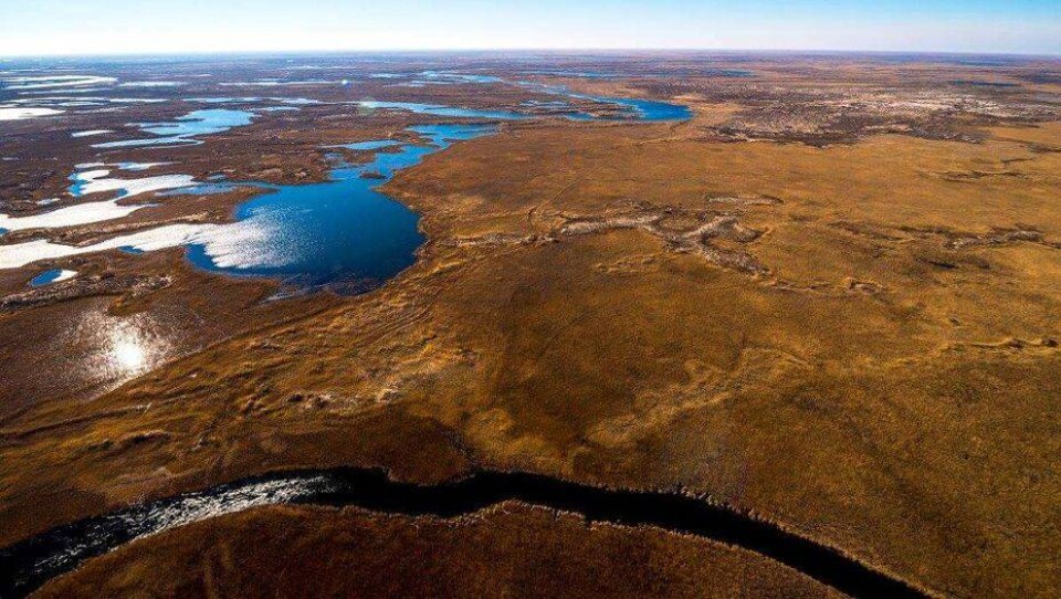 В Казахстане официально создан Или-Балхашский резерват для разведения тигров