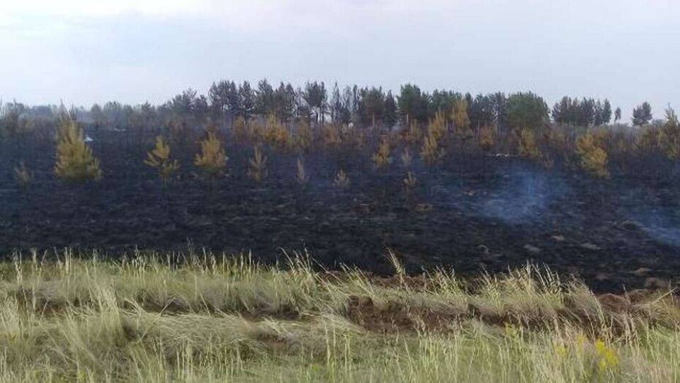 В Павлодарской области ликвидировали лесной пожар, который произошёл из-за грозового разряда