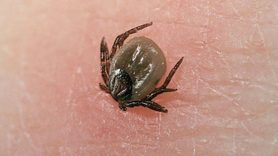 В Жамбылской области от укуса клеща скончалась женщина, которую лечили от язвы желудка