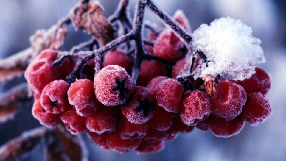 Прогноз погоды на 29 января: на востоке и севере сохраняются сильные морозы, на юге – до +17