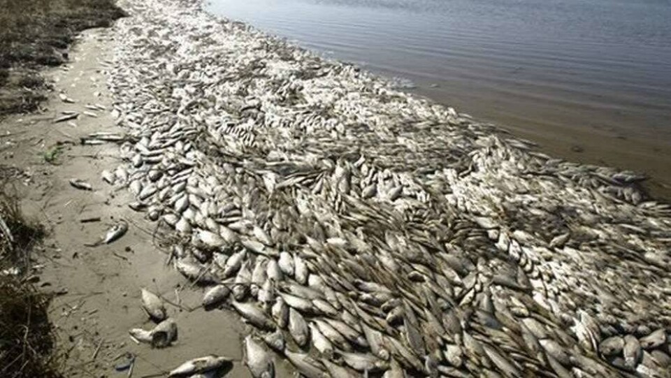 В Малом Аральском море массово гибнет рыба
