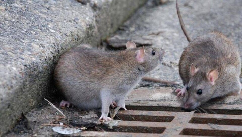 Крысы в Алматы разбухли от ядов - санэпидемиологи
