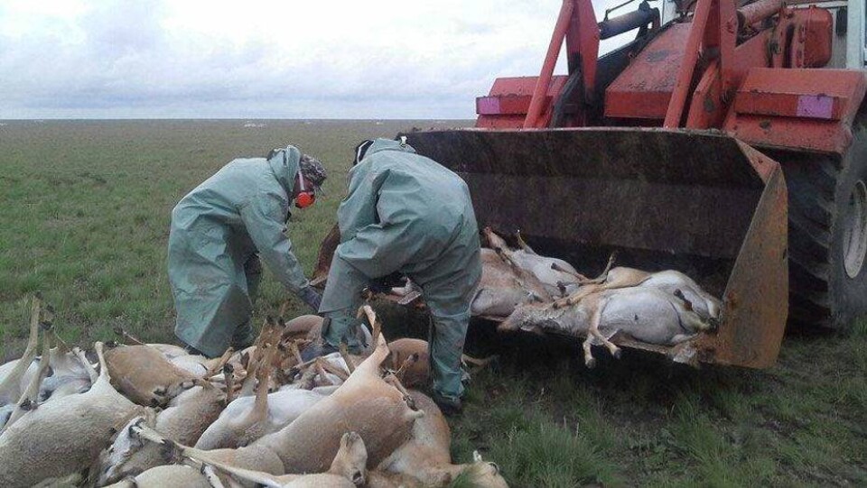 Чиновника в ЗКО уволили за то, что плохо охранял сайгу
