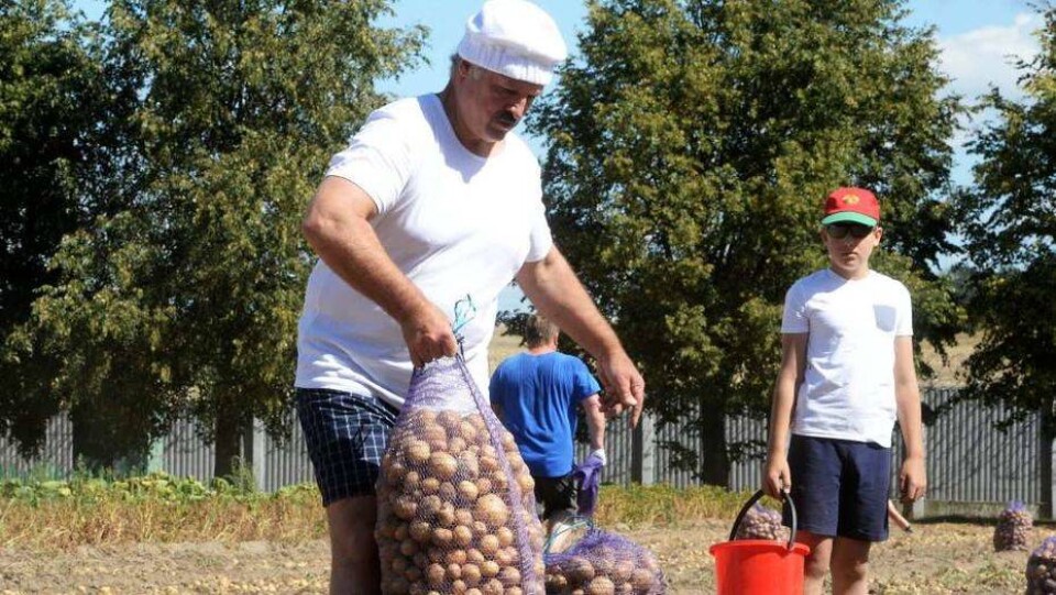 На приусадебном участке Лукашенко собрали 60 тонн картофеля