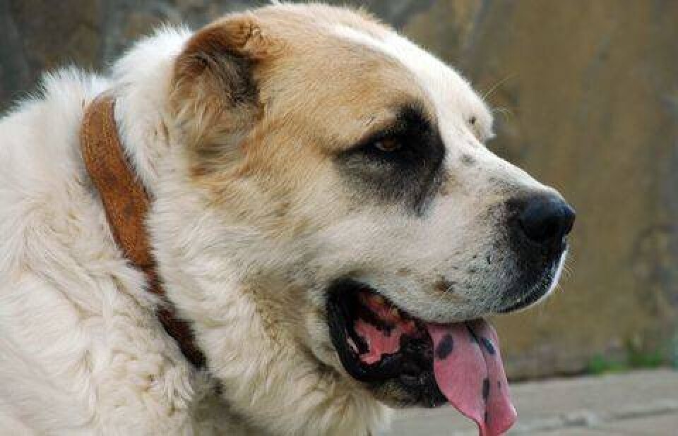 Иллюстративное фото с сайта dogvill.ru