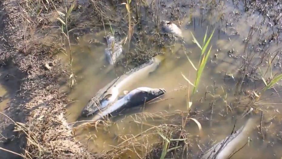 Скриншот с видео