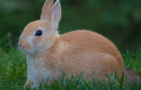 survivingthesheep.com