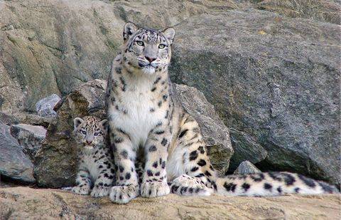 Фото с сайта wnature.net